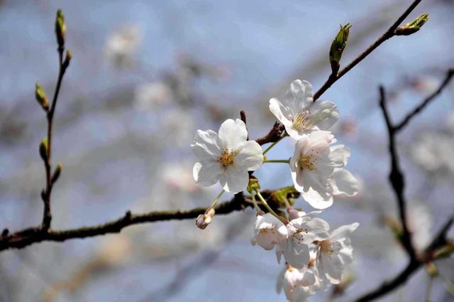聪明漂亮有实力的星座女，天生是学霸的五大星座（“聪明优秀的几大星座女”）