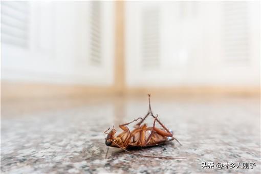 驱除蟑螂的小妙招，如何驱蟑螂妙招（灭蟑螂用什么方法效果最好）