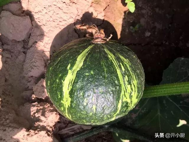 板栗南瓜怎么做好吃，好吃又简单的板栗南瓜（连挑食的小孩都无法拒绝）