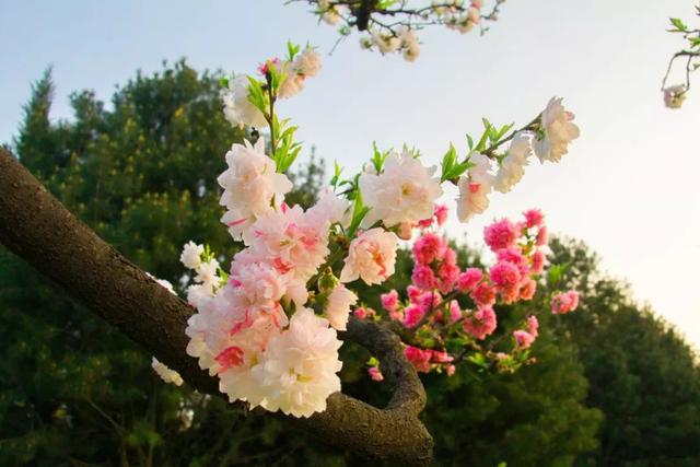 波澜不兴是什么意思，波澜不惊是什么意思（26个春天的成语）