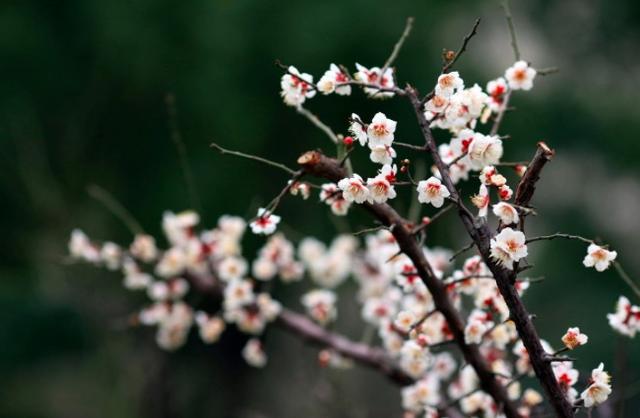 为有暗香来的为是什么意思，为有暗香来是什么意思暗香是什么意思（王安石很经典的一首咏梅诗）
