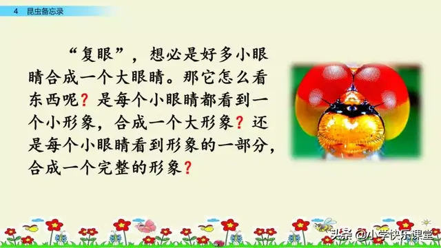 什么的硬翅，什么的硬翅？填四个字。（小学部编三年级语文下第4课《昆虫备忘录》图文+知识点+同步练习）