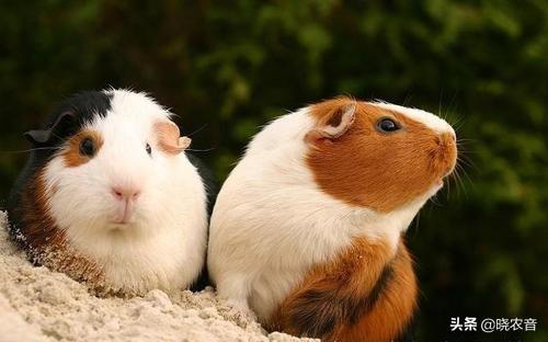 荷兰猪怎么养，刚出生的荷兰猪怎么养（荷兰猪可以吃什么蔬菜）