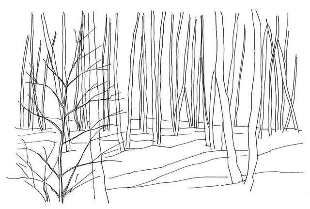 小树简笔画怎么画，小树的简笔画怎么画（教你三种常见树木画法）