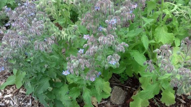 一种养殖琉璃苣的方法，琉璃苣的养殖方法和注意事项（买点种子种花盆里都能生长）