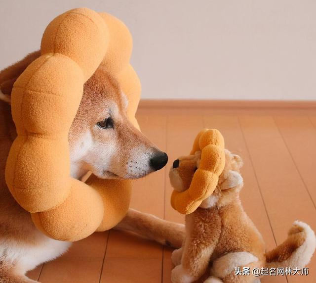 qq输入法不支持ios，为什么电脑qq输入法不能用（54个“温顺”狗狗名）