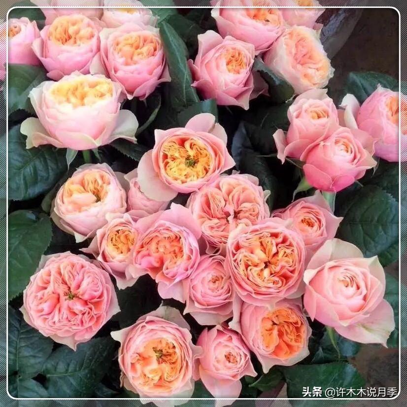 玫瑰的品种有哪些，玫瑰的品种有哪些有多少种（50种经典切花玫瑰详细资料）