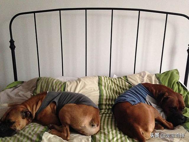 被装在包包里的毛孩纸，被装在包包里的毛孩纸怎么处理（铲屎官为毛孩们所做的事情让人感动图片）