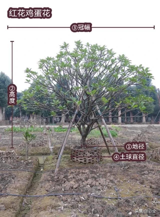 蓬径和冠幅有什么区别，冠径和冠幅是什么意思（这份图文并茂的强烈建议收藏）