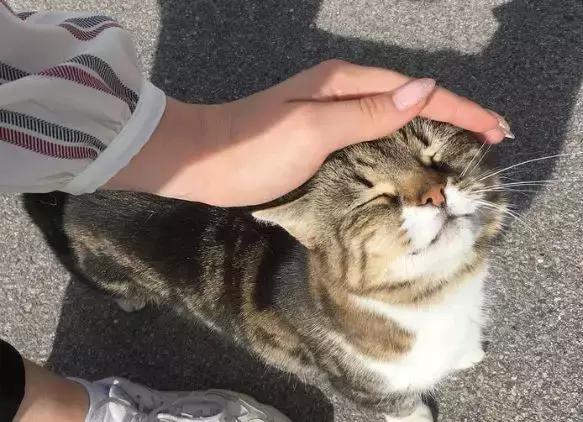 时光倒流的女孩,加·泽文时光倒流的女孩读后感6篇(《时光倒流的女孩》) 时光倒流的女孩,加·泽文时光倒流的女孩读后感6篇(《时光倒流的女孩》)