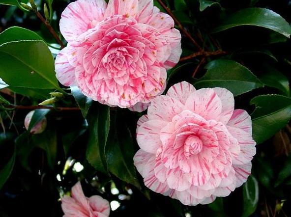 天堂鸟花语，天堂鸟花图片（你知道大自然中这些花的花语吗）