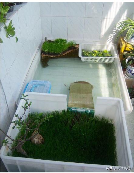 地图龟的饲养方法，地图龟的饲养方法有哪些（它能送你走”那么你知道怎么养好它们吗）