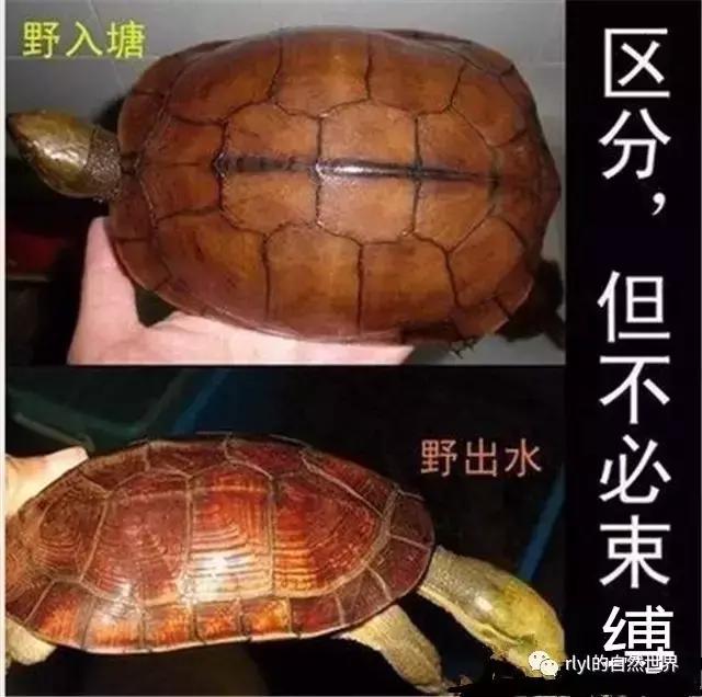 安徽三黄是哪三黄，三黄鸡有哪些（对选择的理解......）