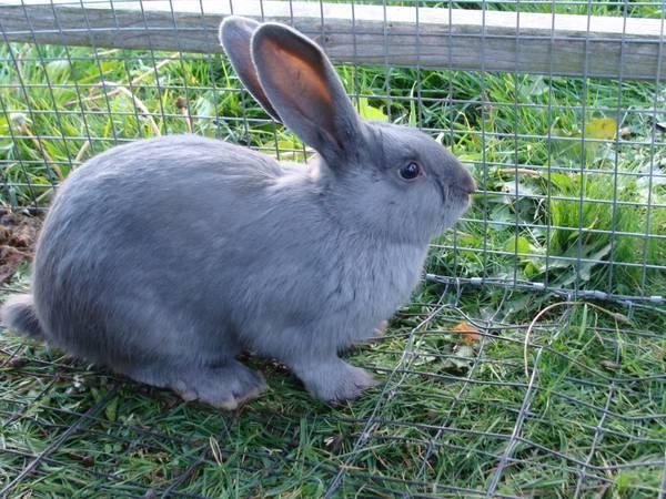兔子品种介绍宠物兔图片