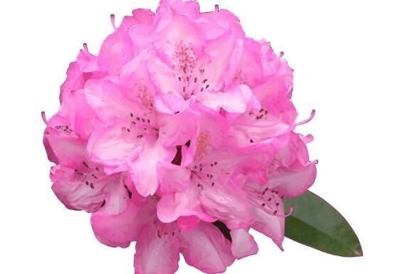 杜鹃花几月开花，杜鹃花什么时候开（不同品种不同时期开）