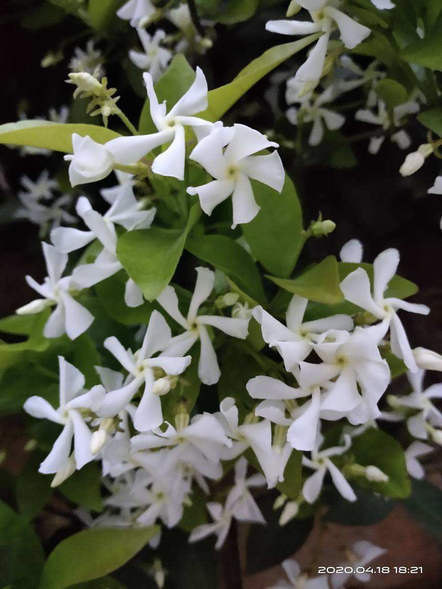 和大风车一样的花是什么植物，风车草的花是什么样的（花墙中的“爬藤高手”）