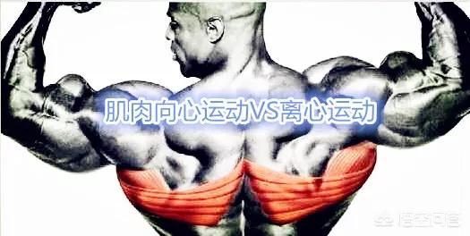 什么是离心训练，什么是离心训练和向心训练（要了解什么叫离心收缩和向心收缩）