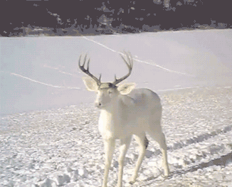 shy是什么意思，shy是什么意思网络用语（关于“shy”有趣的口语用法）