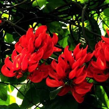 中国有紫藤花吗，紫藤花在中国什么地方盛开（紫藤、白玉藤、红玉藤、多花藤、重瓣藤。）