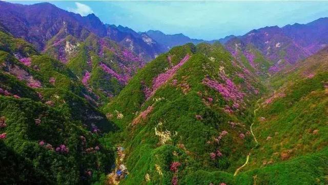 野生动植物知识大全，野生动植物知识来了