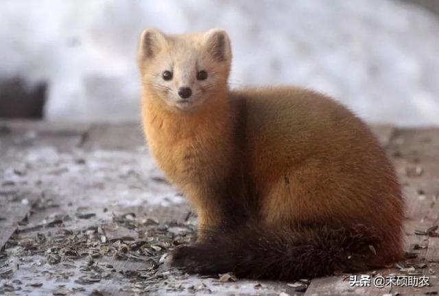 东北三宝是哪三宝，东北特产有哪些（东北三宝有哪三宝）