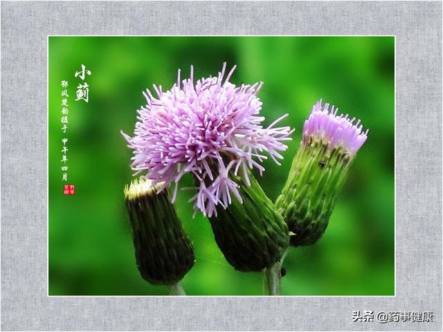 野菜有哪些，田边上的“刺菜”您认识吗（什么野菜可以吃）