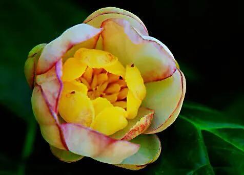 夏腊梅，美国夏腊梅，这种国家珍稀花正是结果期（美国夏腊梅什么价格）