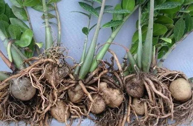 薯片吃出毛发？乐事称是土豆根，长满一盆“金钱叶”（马铃薯发物）
