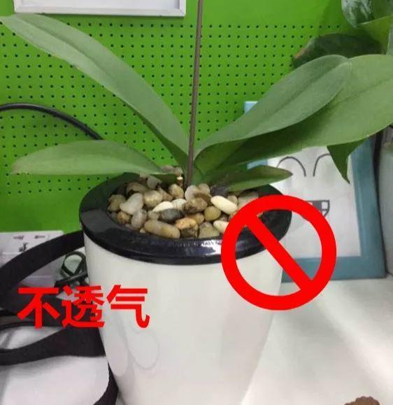 蝴蝶兰的养殖方法和注意事项，蝴蝶兰的养殖方法及注意事项大全（蝴蝶兰想养好很容易）