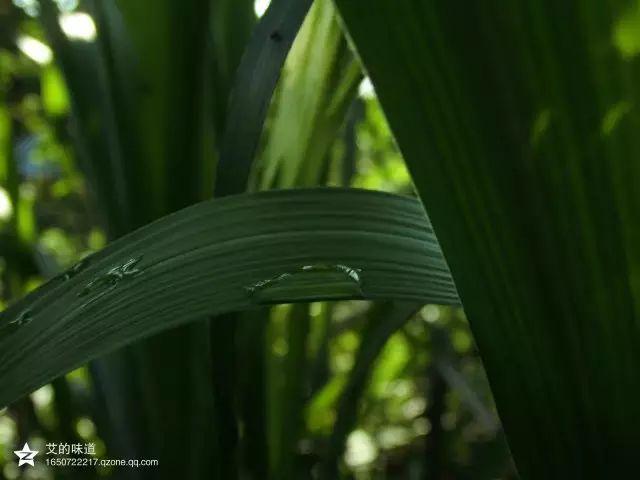 荻花的花语，荻花的花语是什么（草木人间*诗意荻花）