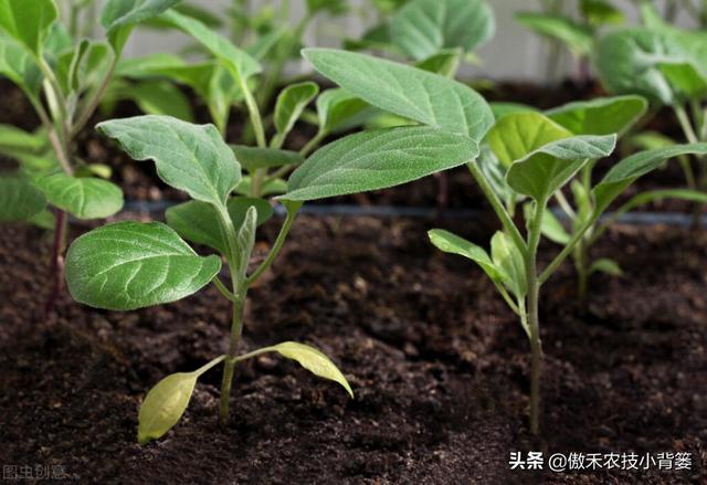 腐殖酸主要原料是什么，腐植酸的十大作用（你可能对腐植酸的认识与使用有误区）
