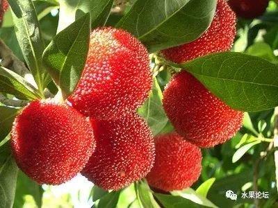 榴莲成熟的季节是几月，榴莲季节是哪几个月（夏季到冬季的水果成熟表来了）