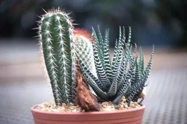 盆栽植物怎么养，家里养盆栽绿植掌握这几个秘诀