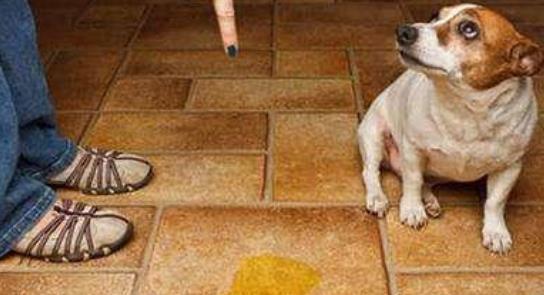 怎么让狗狗固定去厕所尿尿，怎么能让狗狗在固定的地方尿和拉（轻松让狗狗定点大小便）