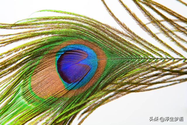 鸟字旁的字有哪些，寸加偏旁组成新字（三分钟了解华夏先民与的故事）