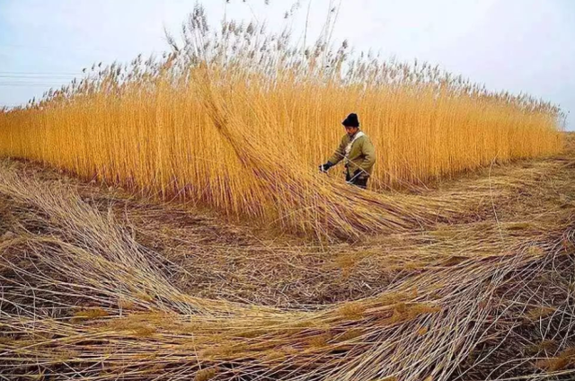 芦苇根的功效与作用，芦苇根煮水的功效与作用（有一道材料“特殊”的菜）