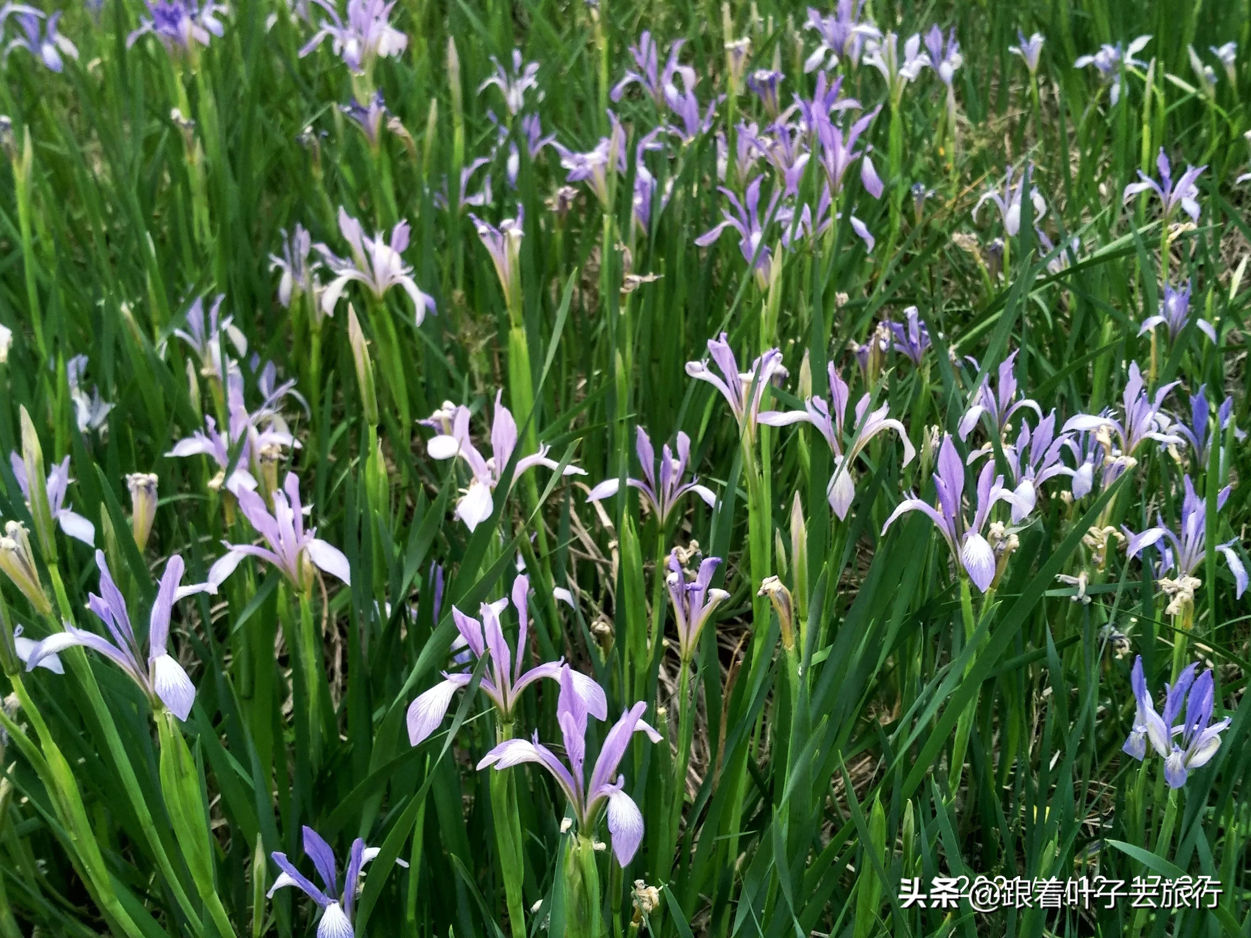 马兰花腾格尔,济南海绵城市绿化新宠 - 玉三网