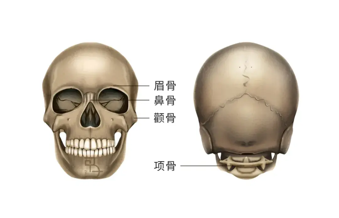 女人龙角骨图片