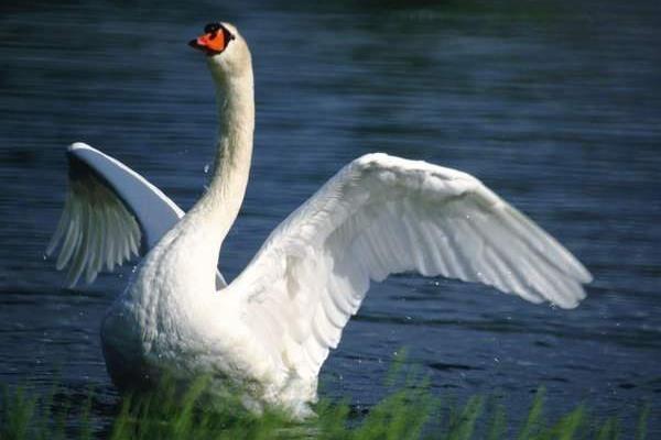 鸭子和鹅的区别，鸭子跟鹅区别在哪里（鸭子和鹅的区别是什么）