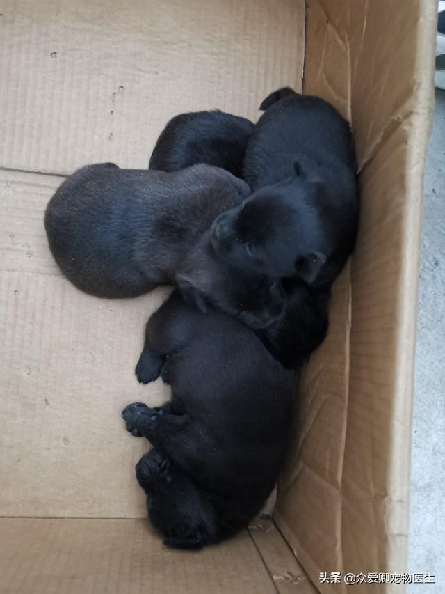 什么叫肉食犬，食肉犬有哪些（从生理学的角度给你介绍宠物狗）