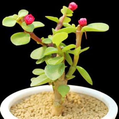 金枝玉叶花的养殖方法和注意事项，金枝玉叶花的养殖方法和注意事项有哪些（绿植金枝玉叶养殖方法）