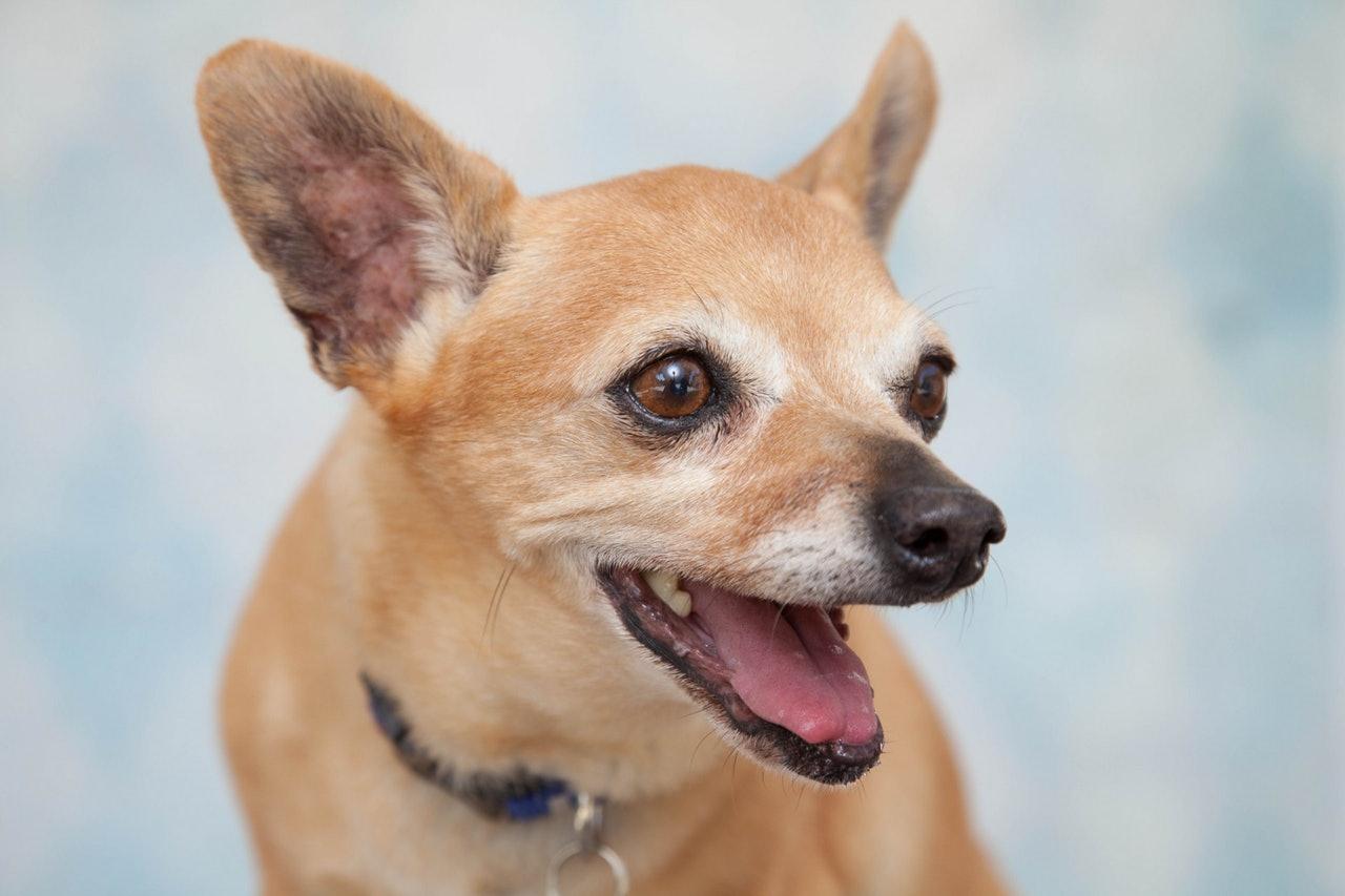 吉娃娃狗图片(吉娃娃成为) - 赤虎壹号