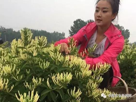 种植什么药材最赚钱，2022种植什么药材最赚钱（农村种植这4种药材）