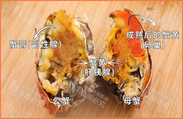 螃蟹喜欢吃什么，螃蟹吃什么（公蟹好吃还是母蟹好吃）