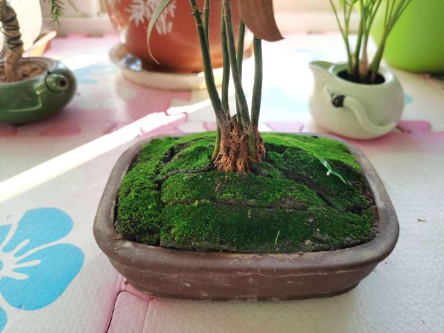 苔藓（苔藓植物），挖块回家这么养美似仙境（苔藓苔藓植物苔藓）