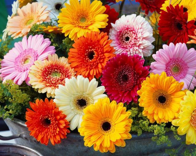 天堂鸟花语，天堂鸟花图片（你知道大自然中这些花的花语吗）