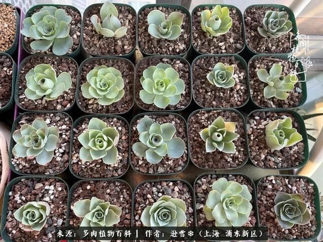 多肉植物图片，感恩相遇，余生相互关照（若绿多肉植物图片）