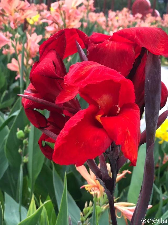 紫薇花什么季节开花，紫薇什么时候开花（温度高也不休眠）