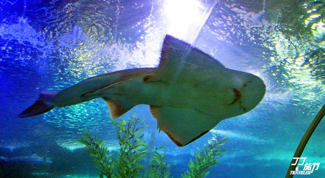 青岛有几个海底世界，青岛海底世界有几处（是有着中国最大的海底世界吗）