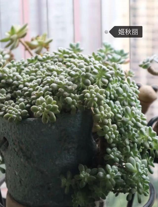 丸叶松绿怎么养，丸叶松绿的叶子可用来繁殖吗（养多肉，记名字，预防老年痴呆）